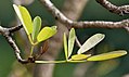 Leaves in Kolkata, West Bengal, India.