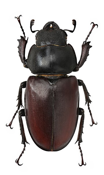 Файл:Lucanus cervus f1.jpg