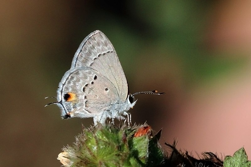 File:Mallow Scrub-Hairstreak (Strymon istapa).JPG