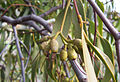 Mistletoe fruits