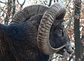 European Mouflon (Ovis musimon)