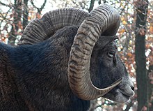 Mouflon, Ovis musimon Pengo.jpg