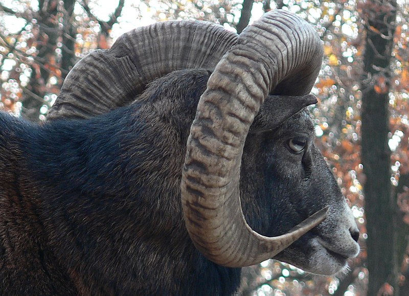 File:Mouflon, Ovis musimon Pengo.jpg