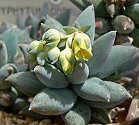 Pachyphytum coeruleum