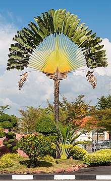 Penang Malaysia Ravenala-madagascariensis-01.jpg