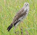 A female pied harrier