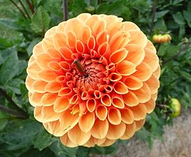 The dahlia