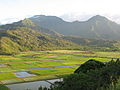 One of the largest taro growing areas in the Hawaiian Islands is on Kauai,in the Lower Hanalei Valley