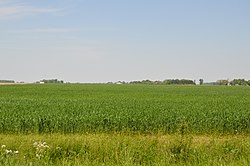 Wheat field on Yankee Road