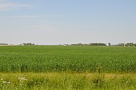 Wheat field along Yankee Road