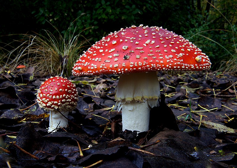 Archivo:Amanita muscaria (1) (8692325426).jpg