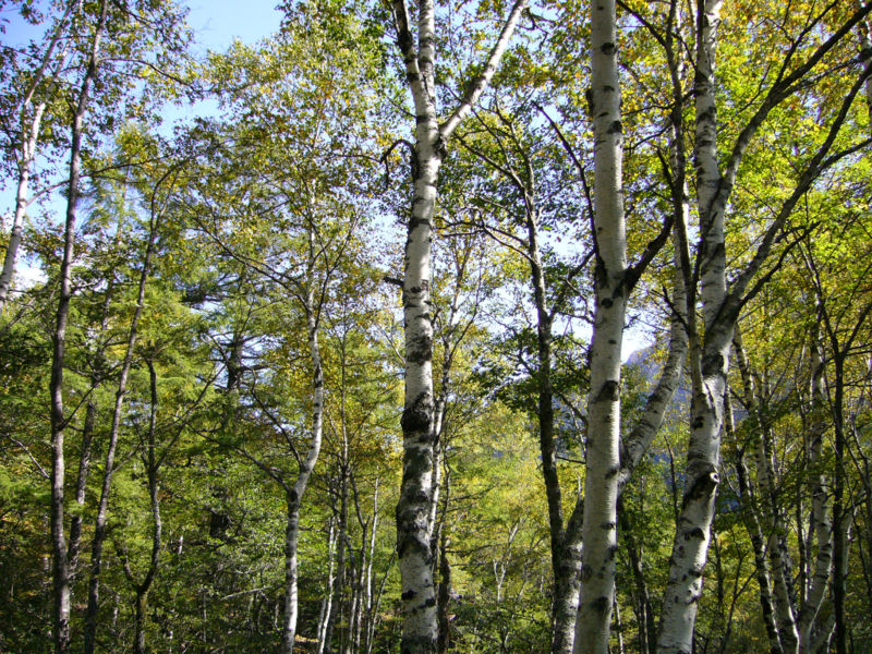 Файл:Birch01s2048.jpg