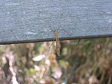 Bittacus strigosus MI 2007.jpg