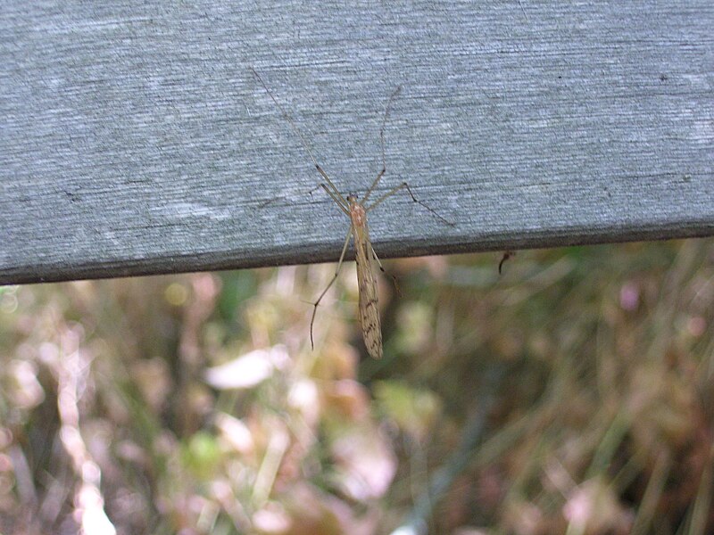 File:Bittacus strigosus MI 2007.jpg