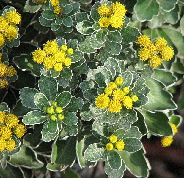 File:Chrysanthemum pacificum.jpg