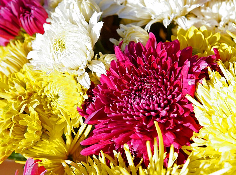 Archivo:Chrysanthemums.jpg