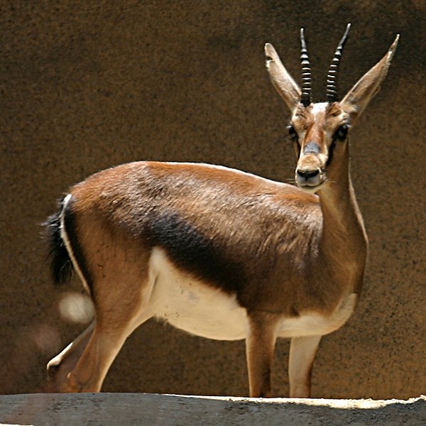 Файл:Cuvier's Gazelle.jpg