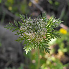 Цветущий Daucus pusillus