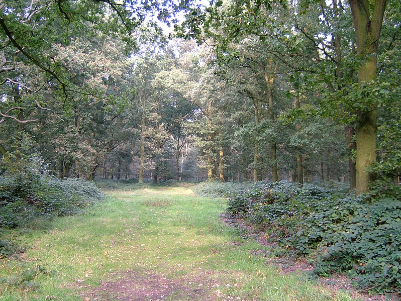 File:Epping Forest 3.JPG