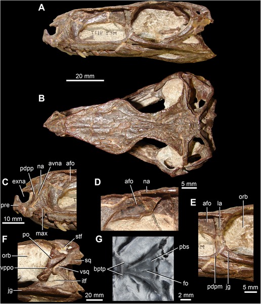 File:Gracilisuchus.tif