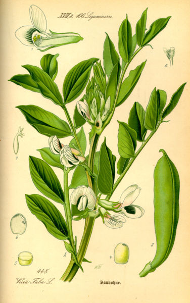 Файл:Illustration Vicia faba0.jpg