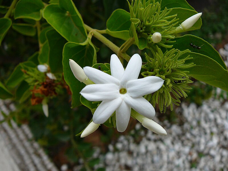 Файл:Jasminum multiflorum 0001.jpg