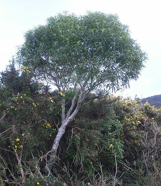 Archivo:Melicytus lanceolata 12.JPG