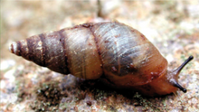 Naesiotus stenogyroides.png