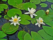 Nymphaea alba 0002.JPG