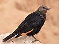 Female in Israel