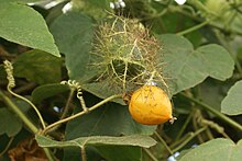 Passiflora foetida fruits.JPG