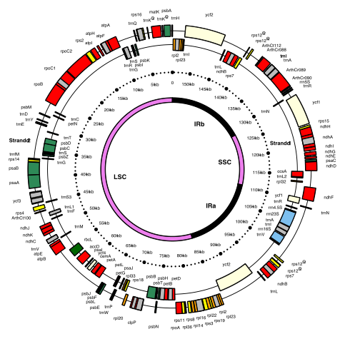 File:Plastomap of Arabidopsis thaliana.svg