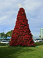 A christmas tree of pointsettias in San Diego