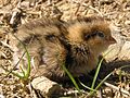 California quail chick