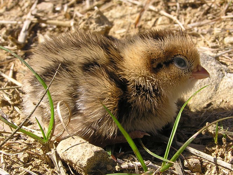 File:Quail chick 02.jpg