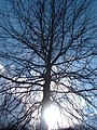 Pin oak form, with ascending upper branches and drooping lower branches