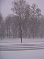 Snow-covered trees.