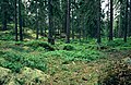 Pine forest in Sweden.