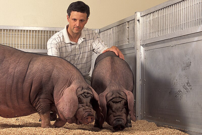 File:USDA ARS Meishan pigs.jpg