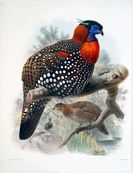 File:WestTragopan.jpg