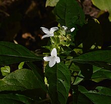 Yeatesia viridiflora (Acanthaceae).JPG