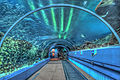 exhibit tunnel at Georgia Aquarium