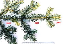 Abies alba 02.jpg