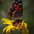 American painted lady (4)