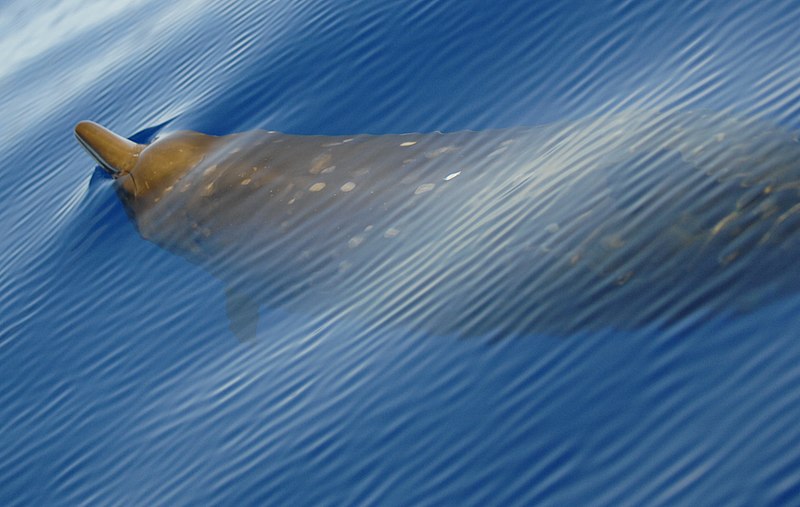 Файл:Beaked Whale.jpg