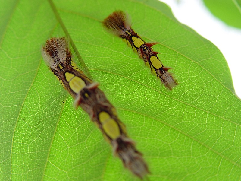 File:Blue Morpho Caterpillar.jpg