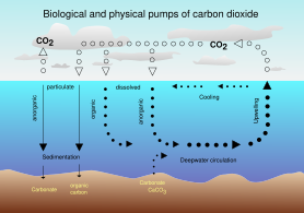 Biological pump