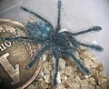 Avicularia versicolor первой линьки. Подростковая окраска.