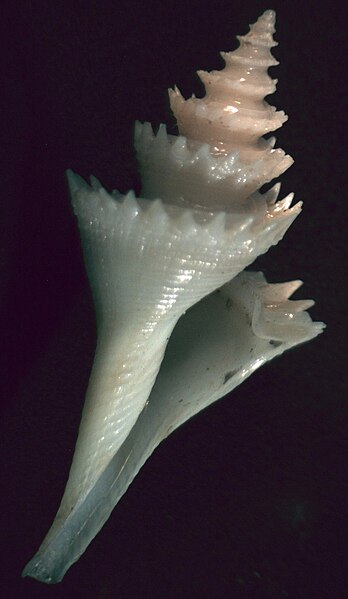 File:Cochlespira radiata 001.jpg