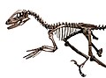 Skeleton of Deinonychus